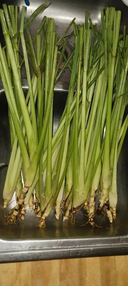 Organic Lemongrass Stalks - 6 Fully Rooted Cymbopogon citratus Plants for Gardening & Culinary Use