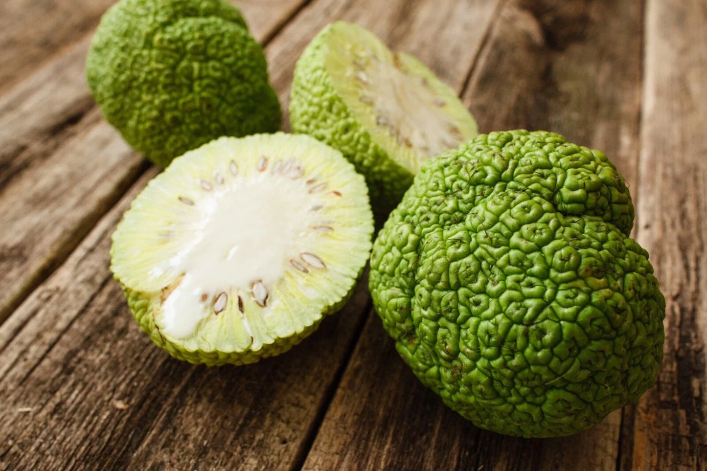 Osage Orange Seeds - 30 Count - Maclura pomifera - Hardy Deciduous Tree Seeds
