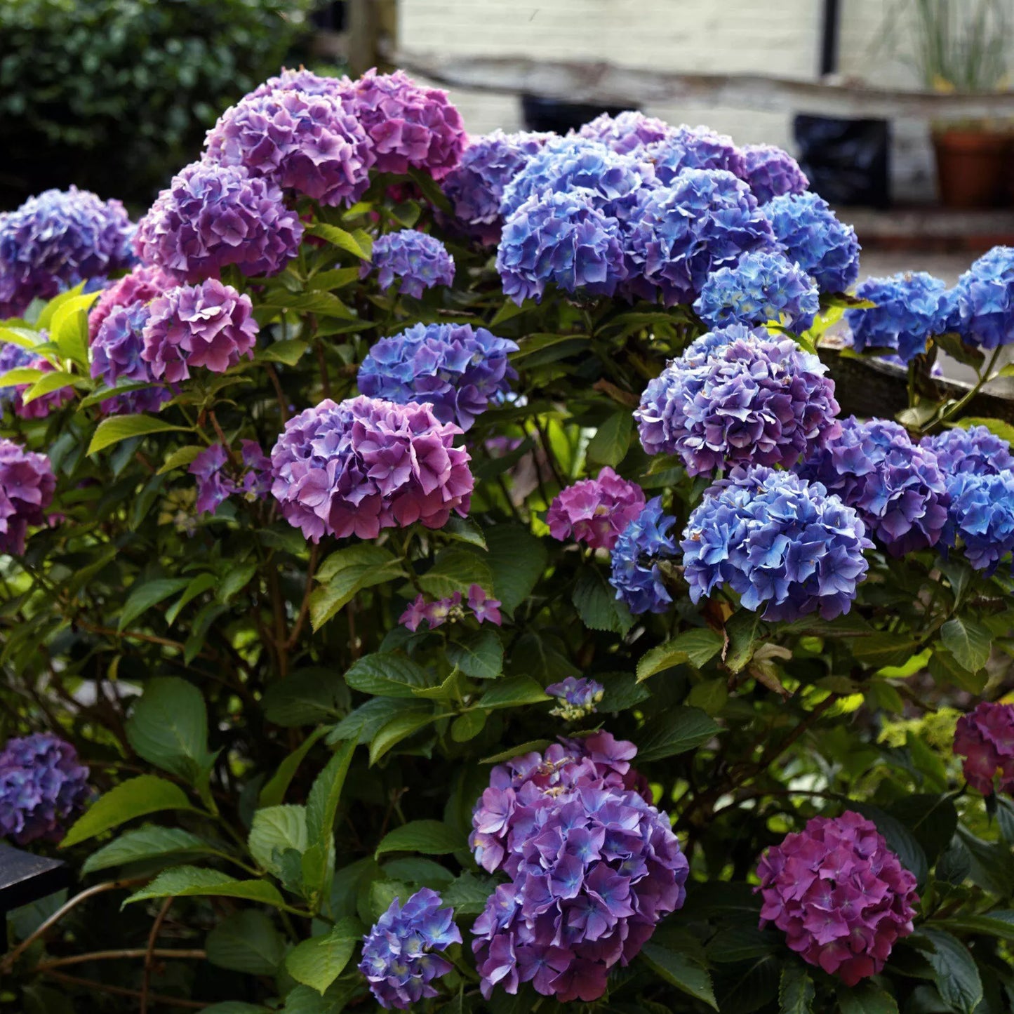 Penny Mac Hydrangea Live Bare Root Plant 6+ Inch Reblooming Shade Hardy Zones 5-9, Color-Changing Flowers