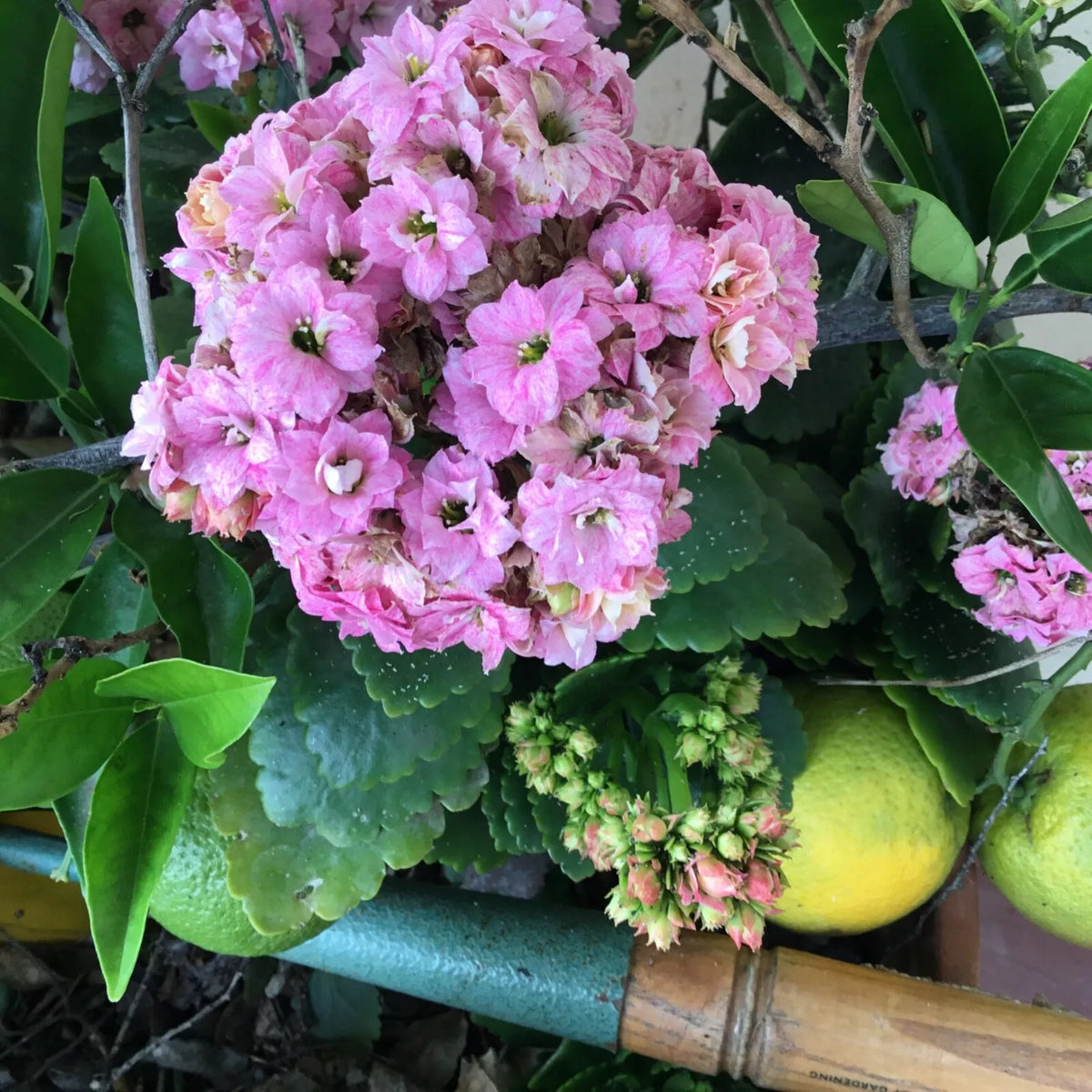 Kalanchoe Succulent Cuttings - 3 Colors, Easy Propagation, Kalanchoe spp. Rooting Starter Plants