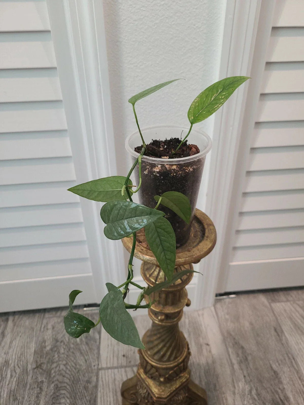 Cebu Blue Pothos Starter Plant - Epipremnum Pinnatum in 3.5" Pot - Indoor Tropical Houseplant