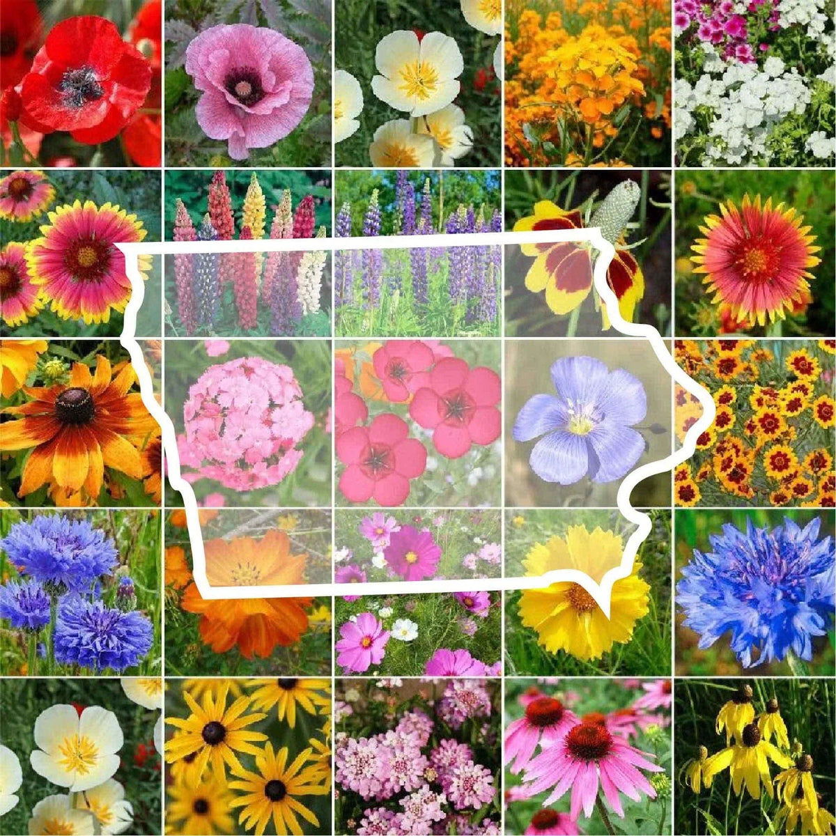 Wildflower Seed Mix - Iowa State Flower - 1000 Non-GMO Annuals & Perennials for Native Gardens