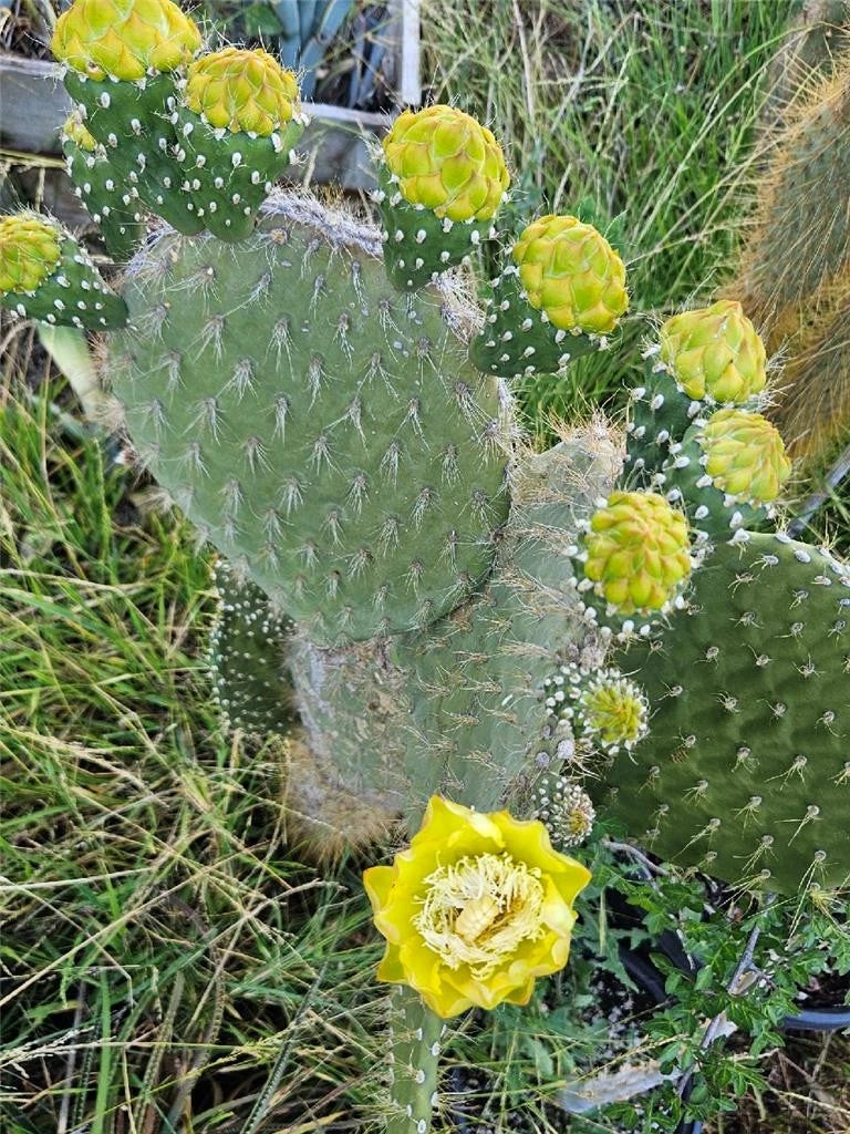 Opuntia Megasperma Var. Orientalis - Galapagos Cactus with Vibrant Colored Flowers