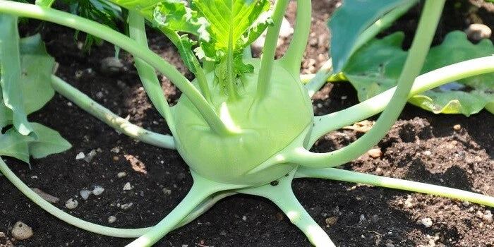 Early White Vienna Kohlrabi Seeds - 150 Count Heirloom Microgreens Brassica oleracea var. gongylodes