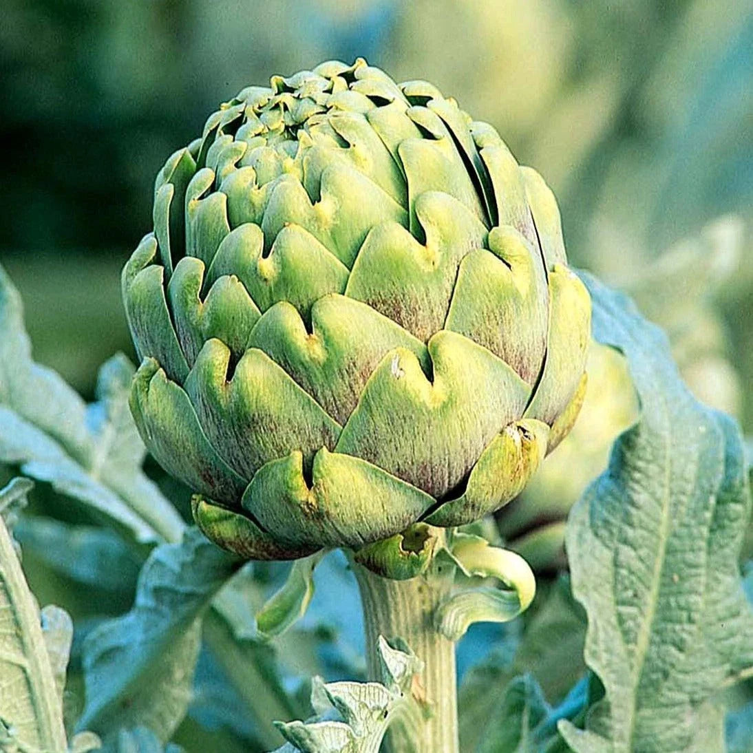 Green Globe Artichoke Seeds - Italian Cynara Scolymus for 2025 Planting, Perennial, Full Sun, Well-Drained Soil, Non-GMO Pack