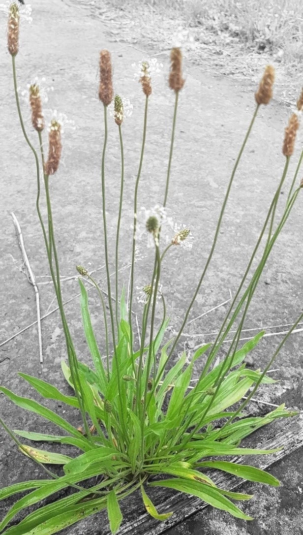 Organic Plantain Seeds - 100+ Plantago Lanceolata Herb for Culinary & Medicinal Use, Non-GMO, Easy to Grow