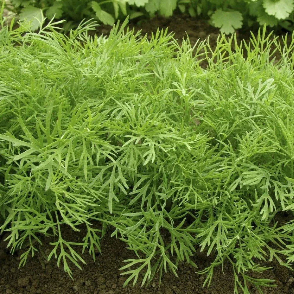 Mammoth Long Island Dill Seeds - Heirloom Anethum graveolens Herb for Culinary Gardening - 500+ Seeds