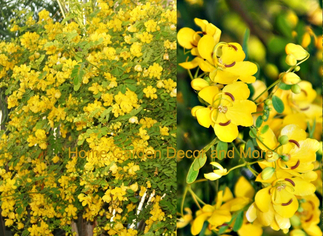 Rooted Christmas Senna Plant - Yellow Flowers, Butterfly Attractant, Cassia bicapsularis, Garden Shrub