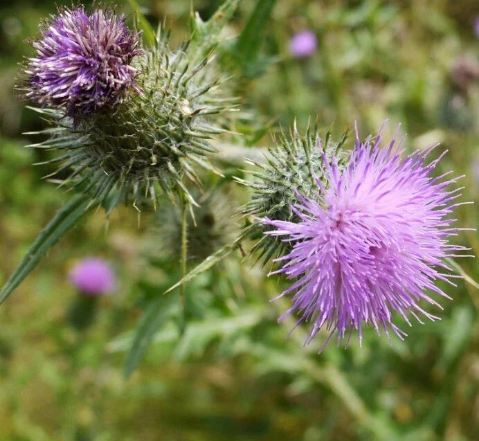 Organic Bull Thistle Seeds Pack of 50+ | Cirsium Vulgare | Medicinal Herb, Native to USA