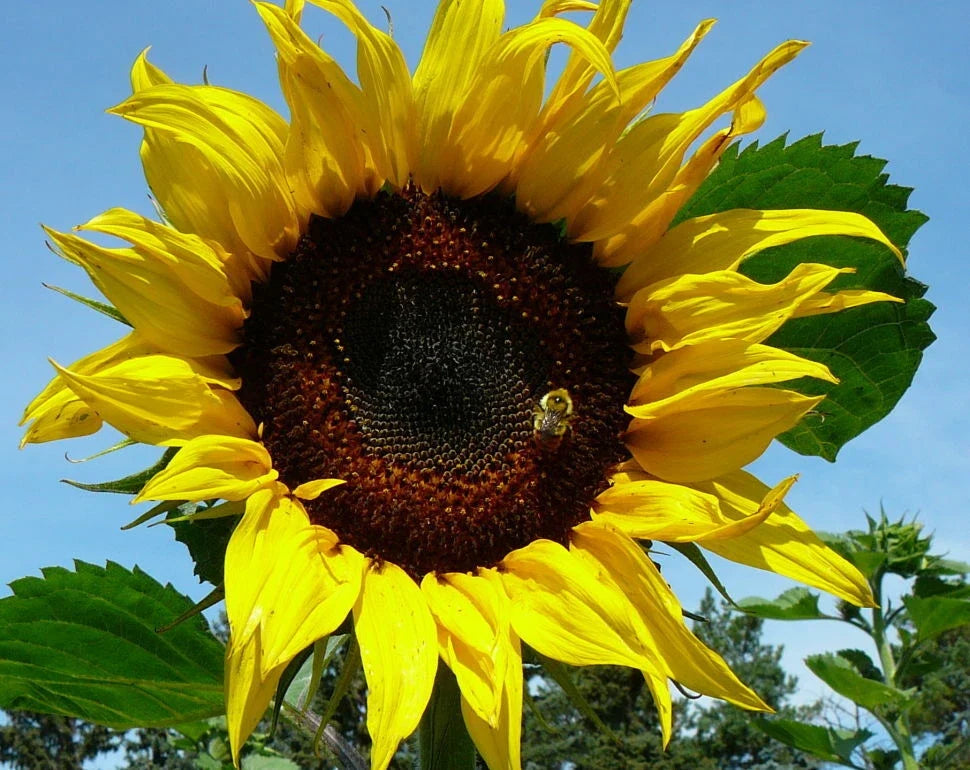 Black Russian Sunflower Seeds - 100 Pack, Helianthus annuus, Tall Annual Garden Planting