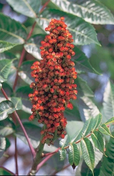 Smooth Sumac Seeds 30 Pack Rhus Glabra Native Drought-Tolerant Edible Berries Ornamental Foliage