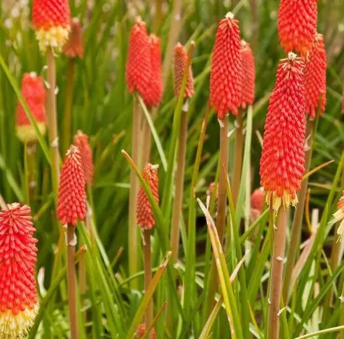 Red Hot Poker Seeds - 30+ Kniphofia Uvaria Torch Lily Perennial Flower
