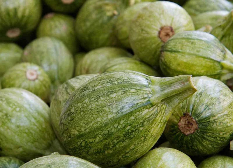25+ Ronde de Nice Squash Seeds - Heirloom Cucurbita pepo for Home Gardens USA