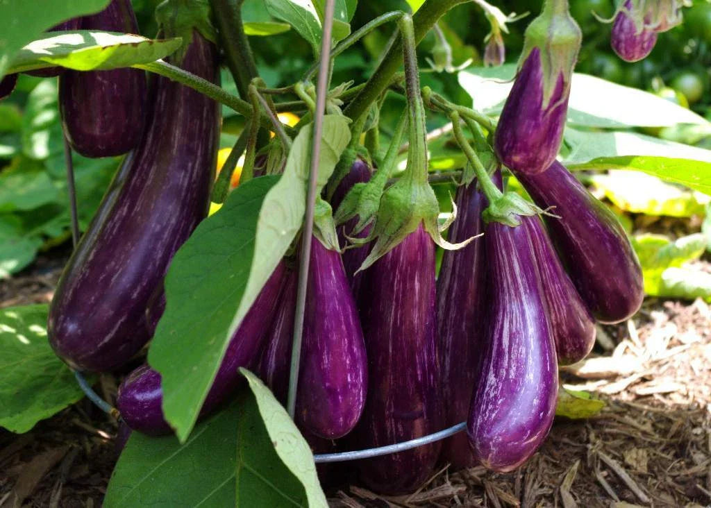 Long Purple Italian Eggplant Seeds - Non-GMO Heirloom Solanum melongena