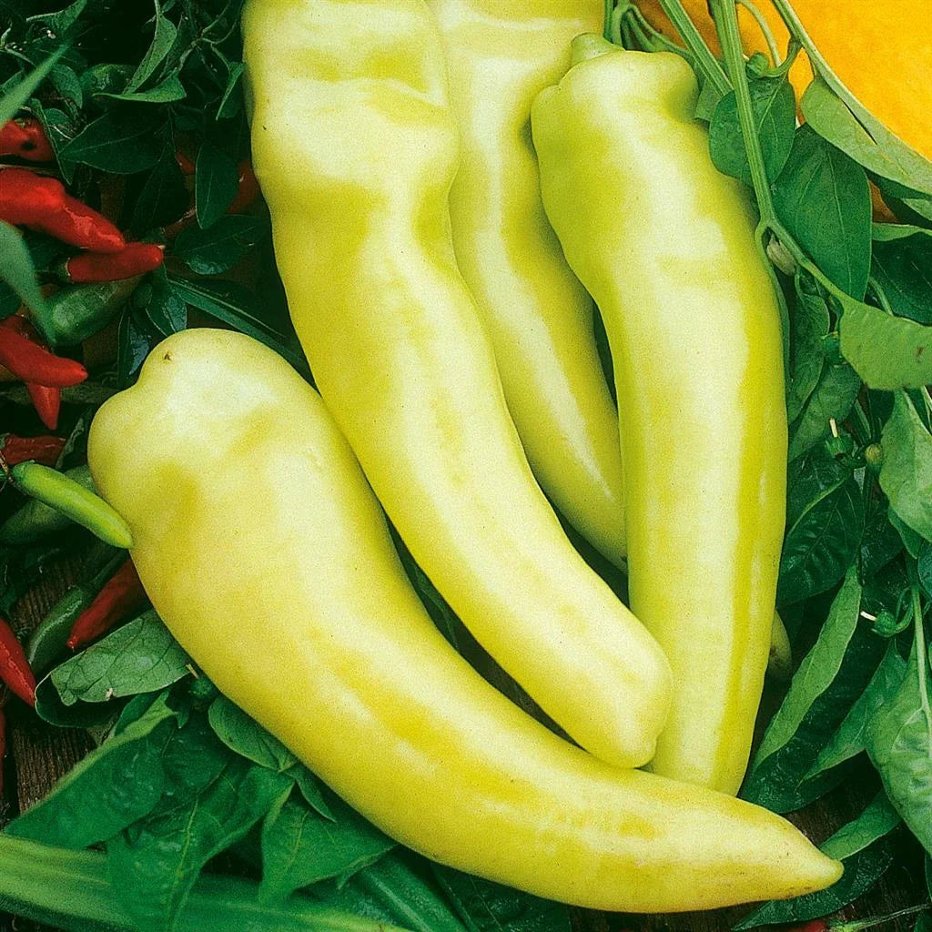 Sweet Banana Pepper Seeds - Heirloom, Non-GMO, Yellow Vegetable Seeds for Home Garden, Capsicum annuum, 50+ Pack