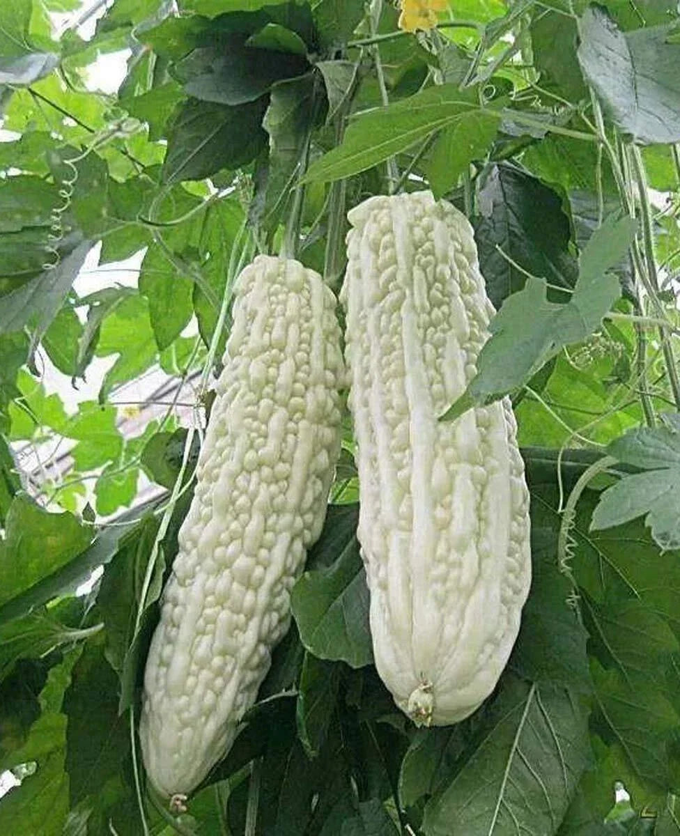 Bitter Melon Seeds 10PCS Non-GMO White Balsam Pear Momordica charantia for Gardening