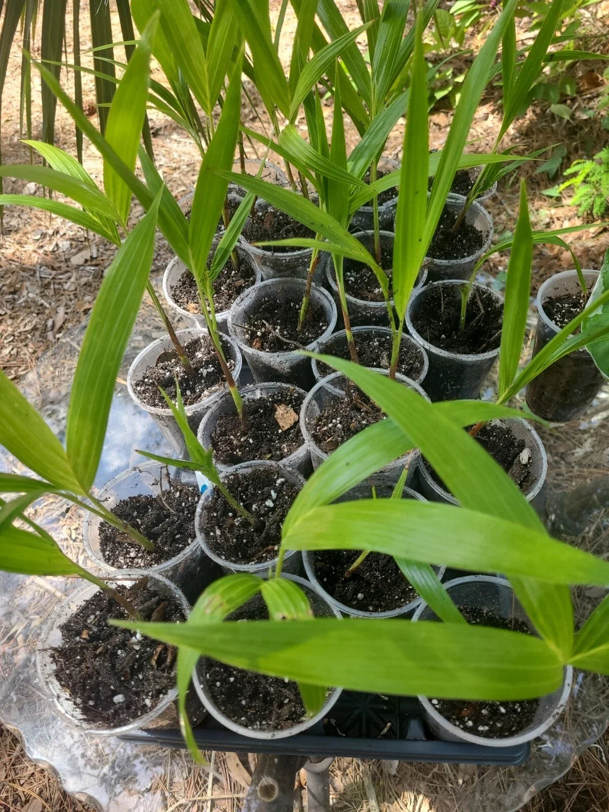 Germinated Rooted Christmas Palm Seedling | Adonidia merrillii | Tropical Indoor/Outdoor Plant