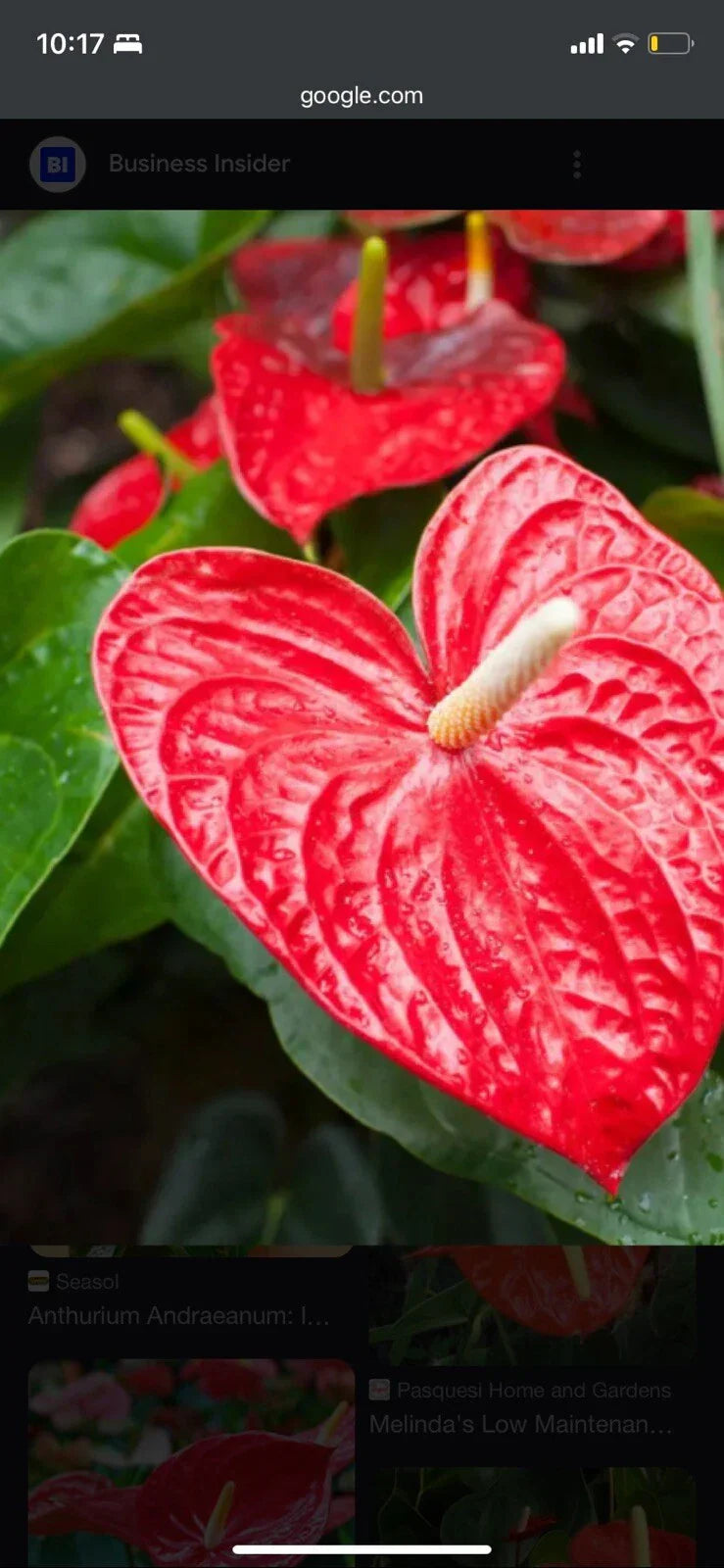 Anthurium Red Heart Plant - 3 Inch Tropical Houseplant Anthurium andraeanum