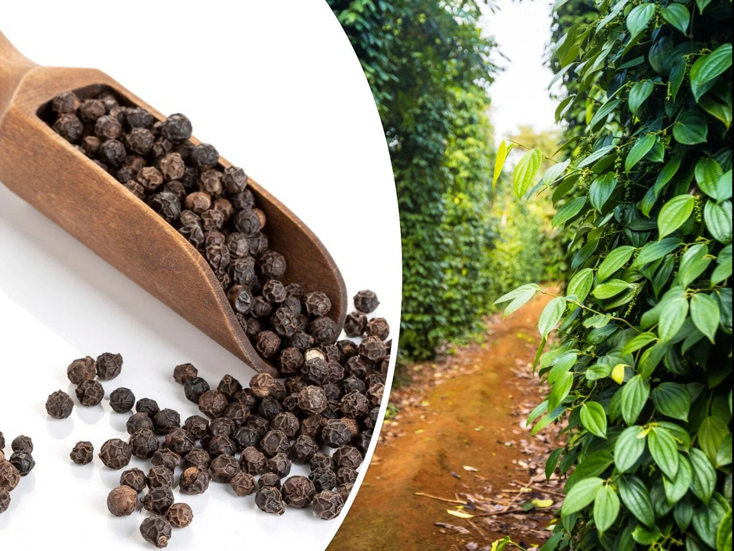 Black Peppercorn Vine Seeds - Piper nigrum, Climbing Perennial Herb, 20 Pack, Medicinal & Culinary Use, USA Seller, Free Shipping