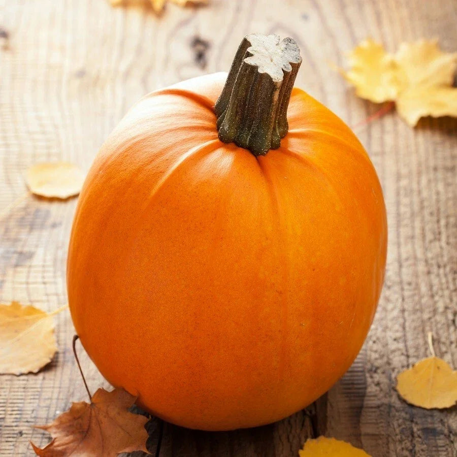 Pumpkin Seeds - Sugar Pumpkin Variety - Cucurbita pepo - Fall Garden Vegetable Seeds - Organic, Non-GMO, Bush-Type