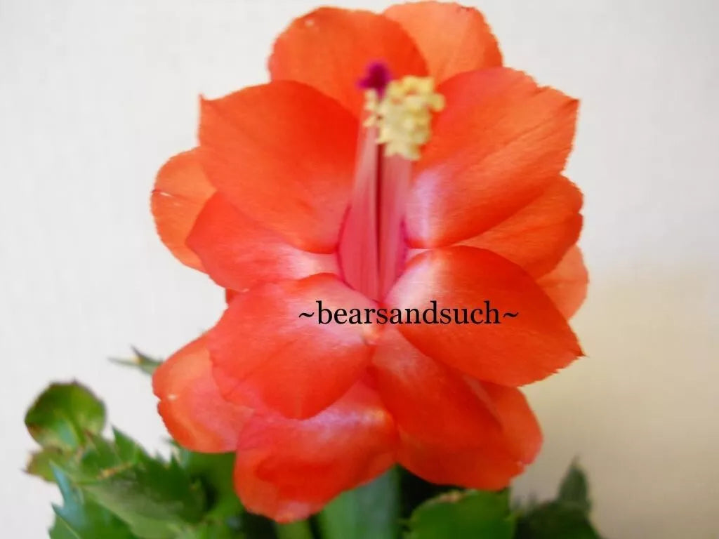 Schlumbergera Christmas Cactus Starter Plant - Sunset Dancer Variety - Indoor Holiday Plant - Schlumbergera truncata