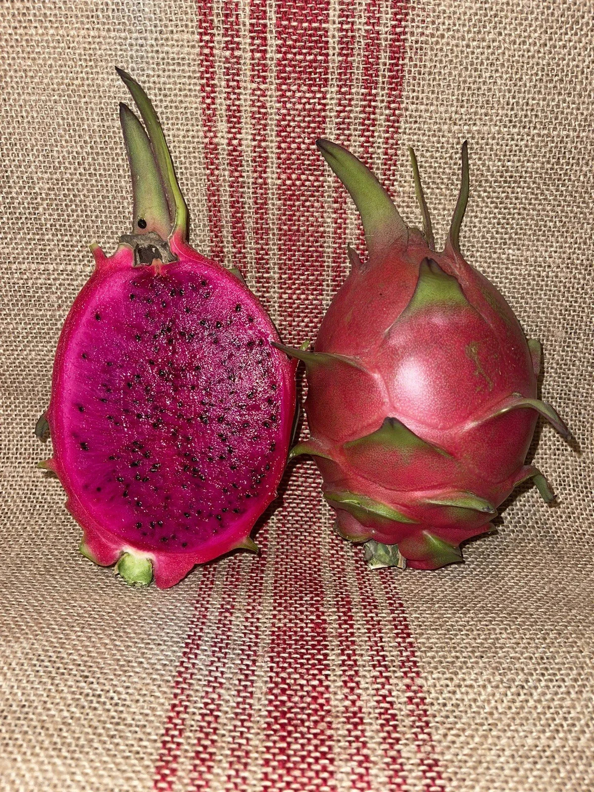 Mature Dragon Fruit Cuttings - Natural Mystic Variety - Pitaya (Hylocereus undatus) for Indoor & Outdoor Gardens