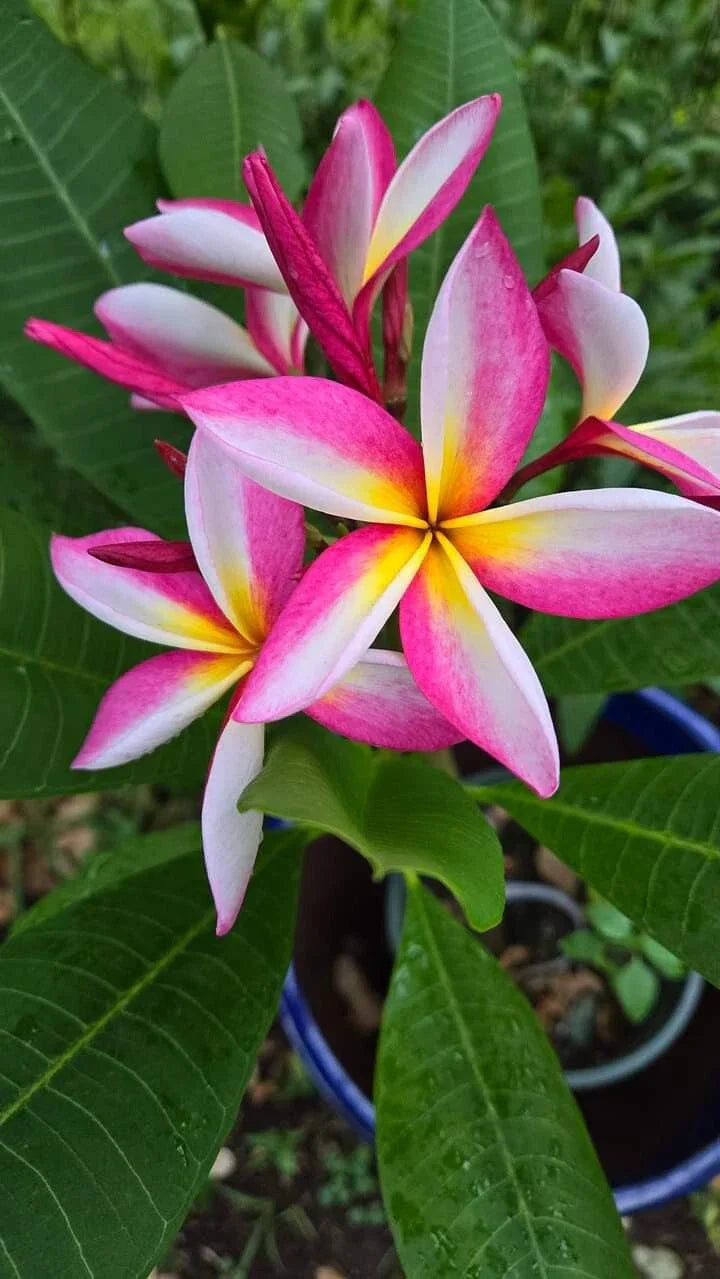 Multicolor Live Plumeria Plant - Well-Rooted Tropical Frangipani with Seasonal Leaf Drop