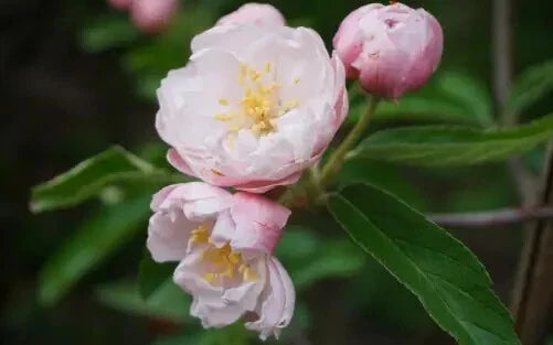 Fimbriata Crabapple Seeds - 25+ Pack for Garden Planting - Malus floribunda 'Fimbriata' - Deciduous Tree Seeds