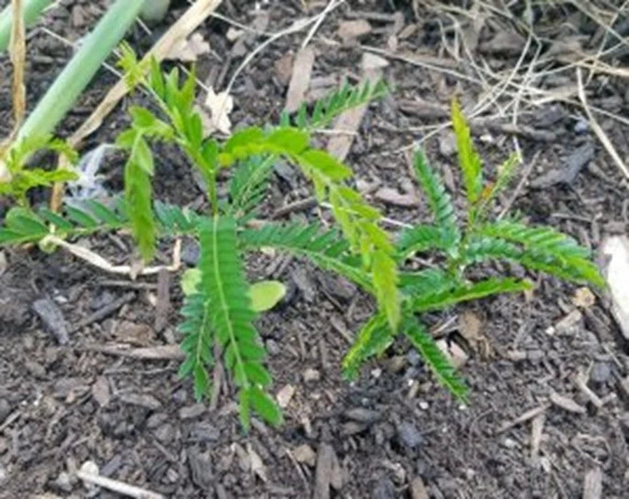 Live Thornless Honey Locust Tree Plant - Well Rooted Gleditsia tricanthos for Landscaping, Shade, Drought Tolerance