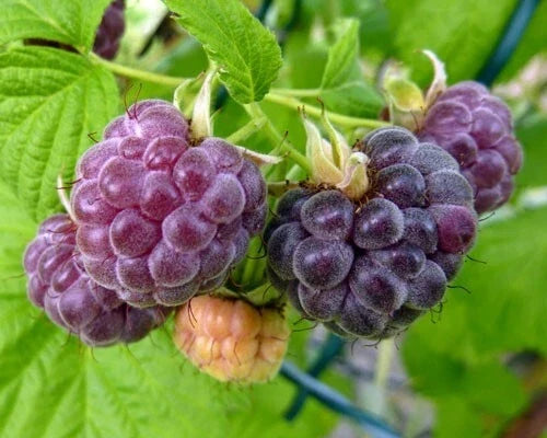 Organic Live Rooted Starter Plant - Glencoe Purple Raspberry Thornless Rubus idaeus Zones 4-9