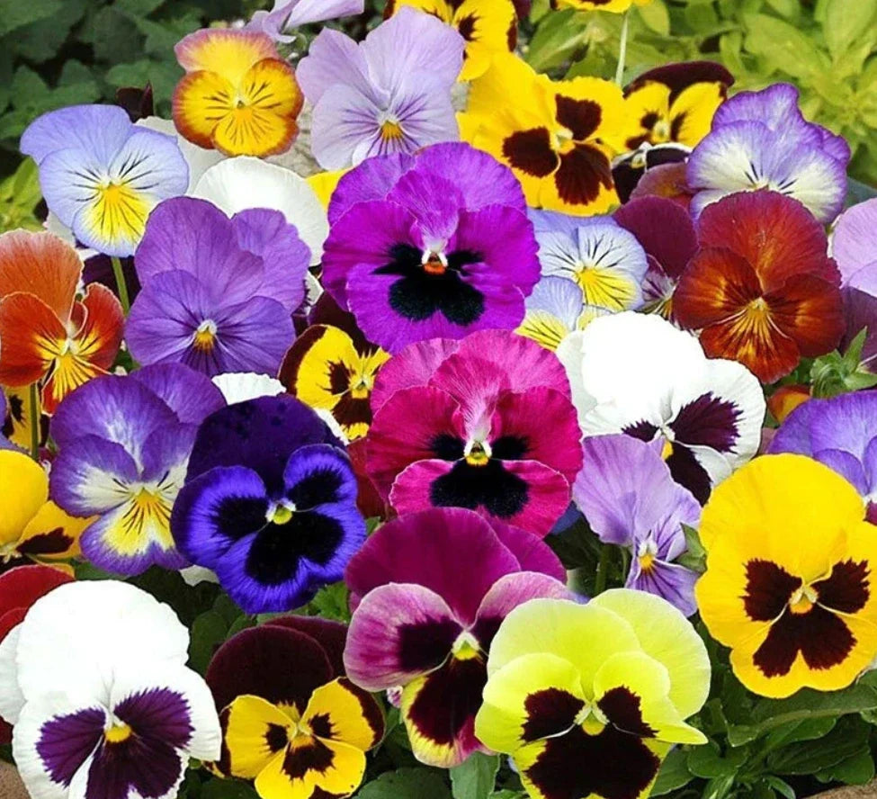 Pansy Mix Seeds - Heirloom Viola Tricolor Ground Cover, Edible, Non-GMO Pollinator Attracting Flower Pack of 200