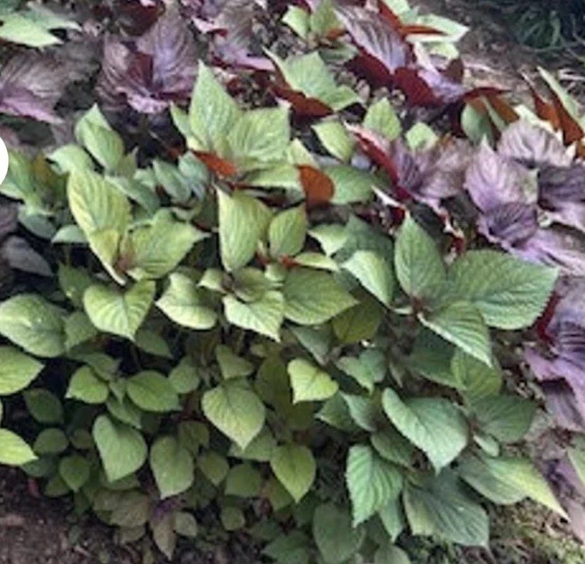 Korean Perilla Seeds - 500+ Shiso Herb Seeds, Edible Perilla frutescens, Culinary Herb for Gardening & Cooking