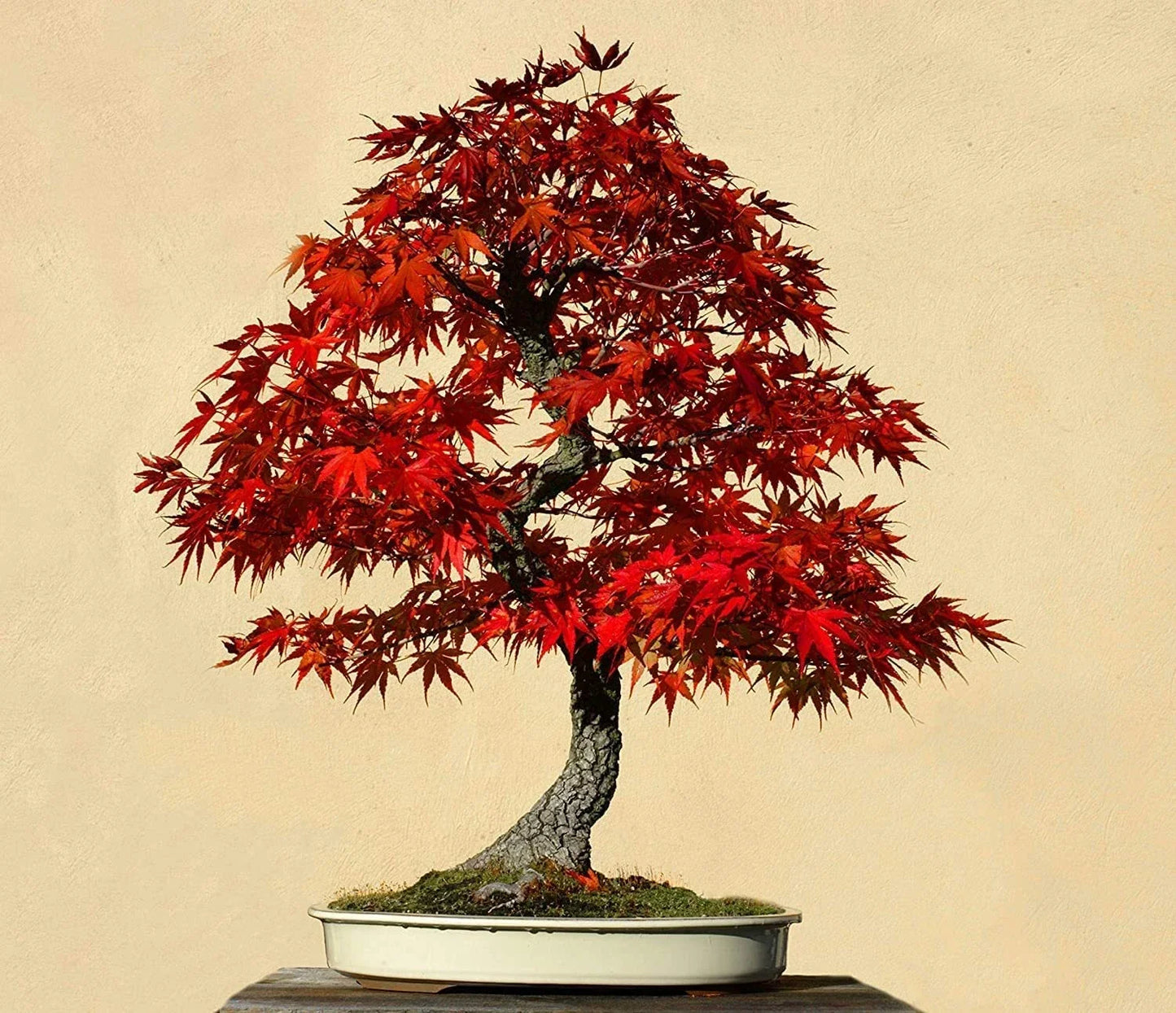 Red Maple Bonsai Tree Seeds 30 Pack Acer rubrum - Made in USA, Indoor & Outdoor Growth