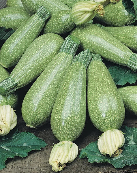 Grey Zucchini Summer Squash Seeds – 15 Packets, Cucurbita pepo, Bush-Type, Full Sun, Non-GMO Vegetable Seeds
