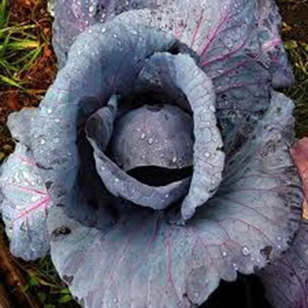 Red Acre Heirloom Cabbage Seeds, Non-GMO Brassica oleracea, 100 Pack for Home Garden, Compact Heads, Edible Vegetables