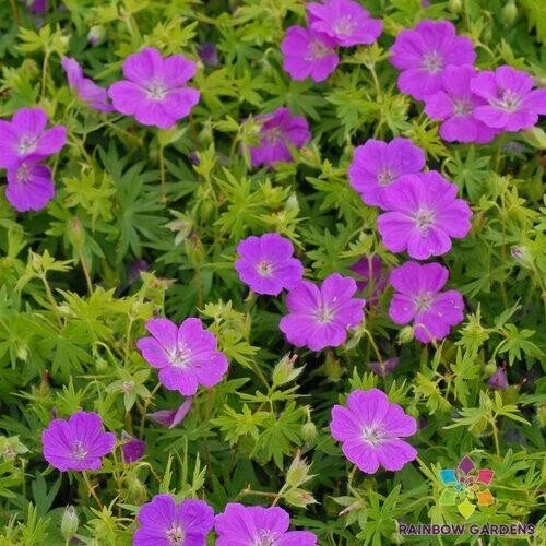 New Hampshire Purple Geranium Seeds – Perennial Flower Seeds – Geranium maculatum – Vibrant Purple Blooms – 25+ Pack