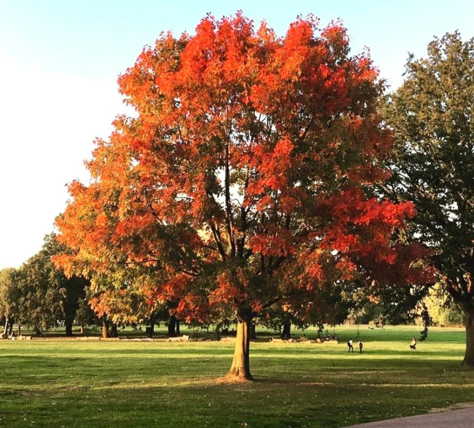 Red Oak Tree Live Plant in Quart Pot, Quercus rubra, Cold Hardy, Well-Rooted, Shade Tree, Native Landscape Plant