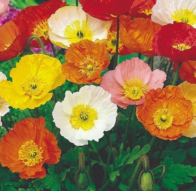 Iceland Poppy Mix Seeds - 1000+ Perennial Flowers in Orange, Yellow & White - Papaver nudicaule