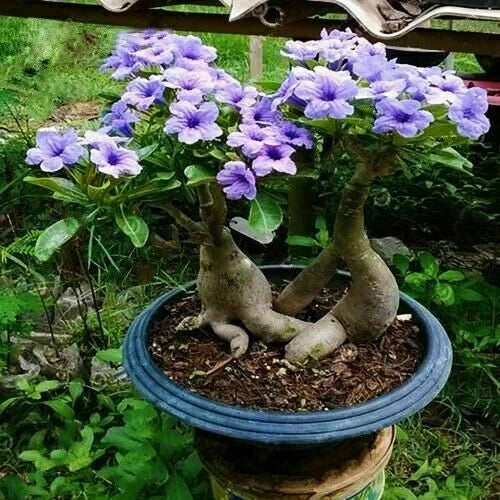 Rare Purple Desert Rose Seeds - Adenium obesum - Garden Flower Seeds for Landscaping & Decor - 5 Pack