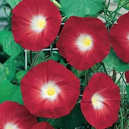 Red Morning Glory Seeds - 100 Pack - Ipomoea coccinea Climbing Vine with Vibrant Red Flowers for Gardens and Fences