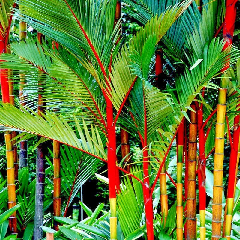 20 Red Sealing Wax Palm Tree Seeds - Cyrtostachys renda - Tropical Indoor Plant Seeds