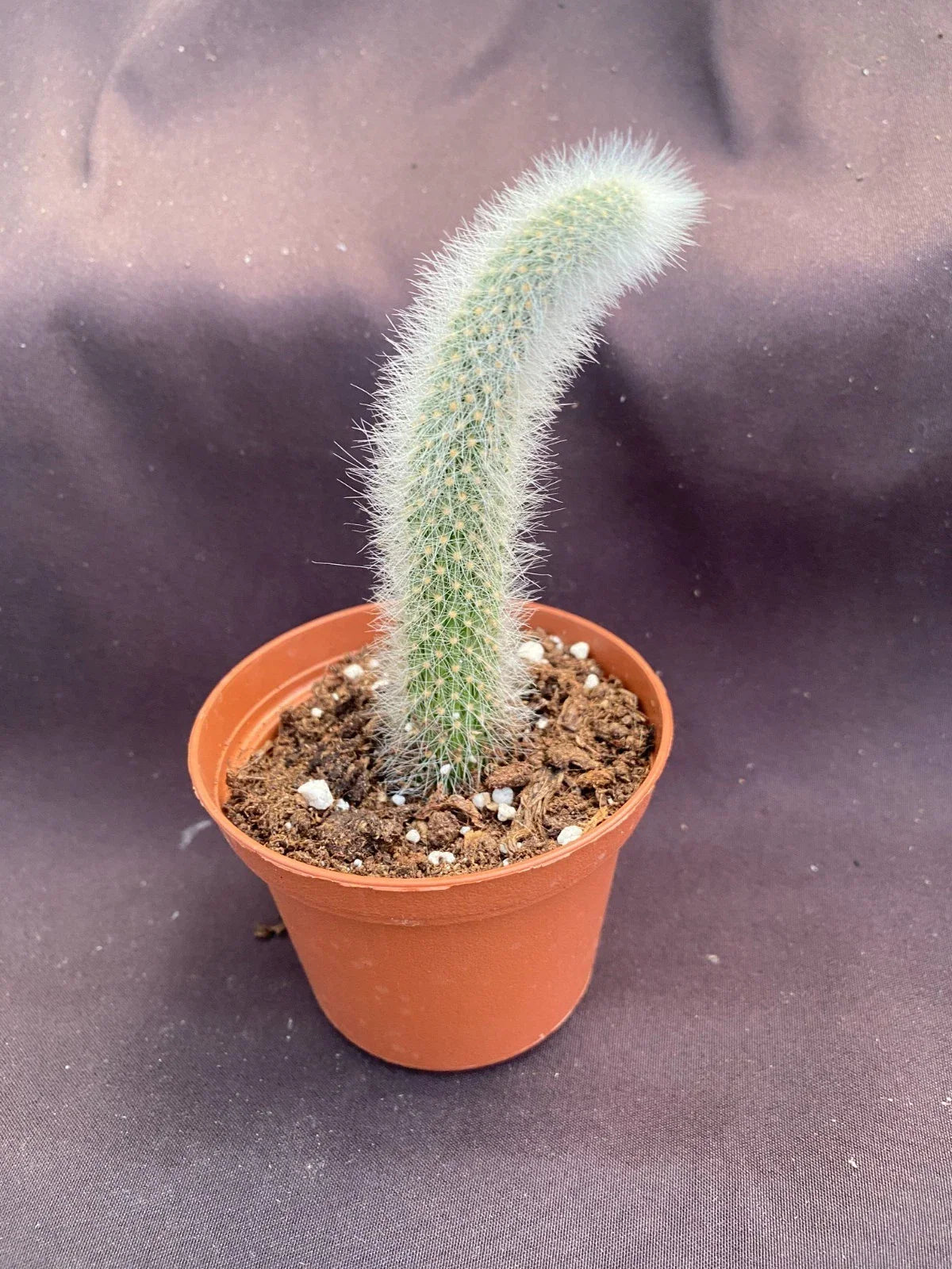 Monkey Tail Cactus Plant - Cleistocactus colademononis in 3" Pot - Unique Trailing Succulent for Indoor Decor