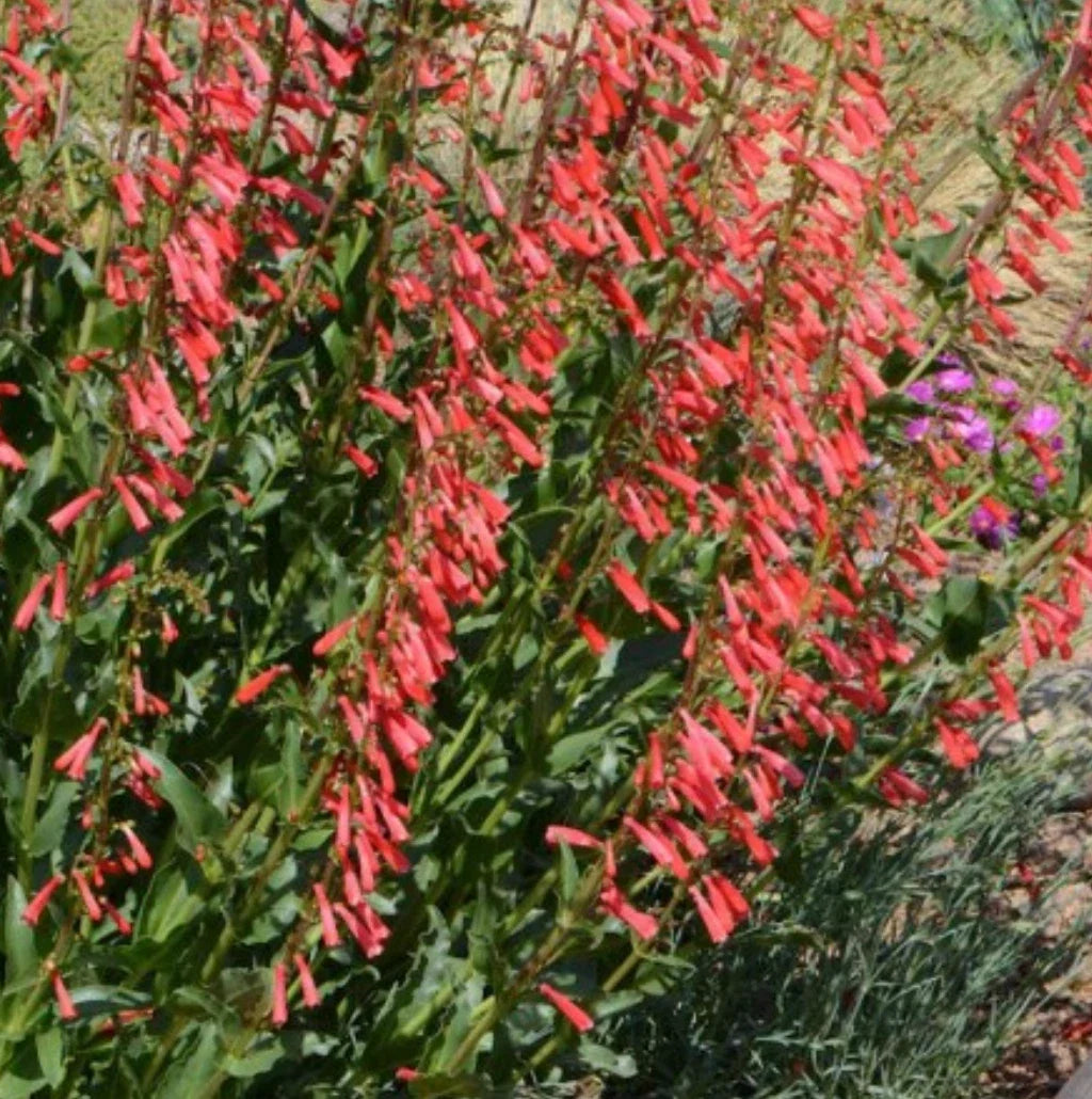 Penstemon Seeds - Eaton's Red Hummingbird Beardtongue - Perennial Flowering Plant - Penstemon eatonii