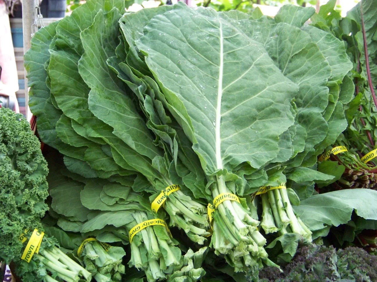 Collard Greens Seeds - 360 Georgia Collard Variety - Brassica oleracea Acephala