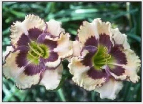 Daylily Plant - Potted Artisan's Touch Reblooms Peach Purple - Hemerocallis spp. Perennial Garden Flower