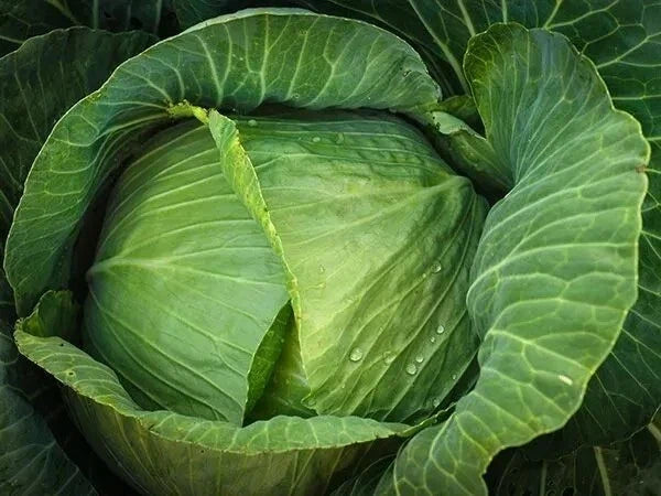 Cabbage Seeds - Heirloom Brunswick Variety - Non-GMO, 400+ Seeds, Brassica oleracea, Compact, Full Sun, Fresh Pack