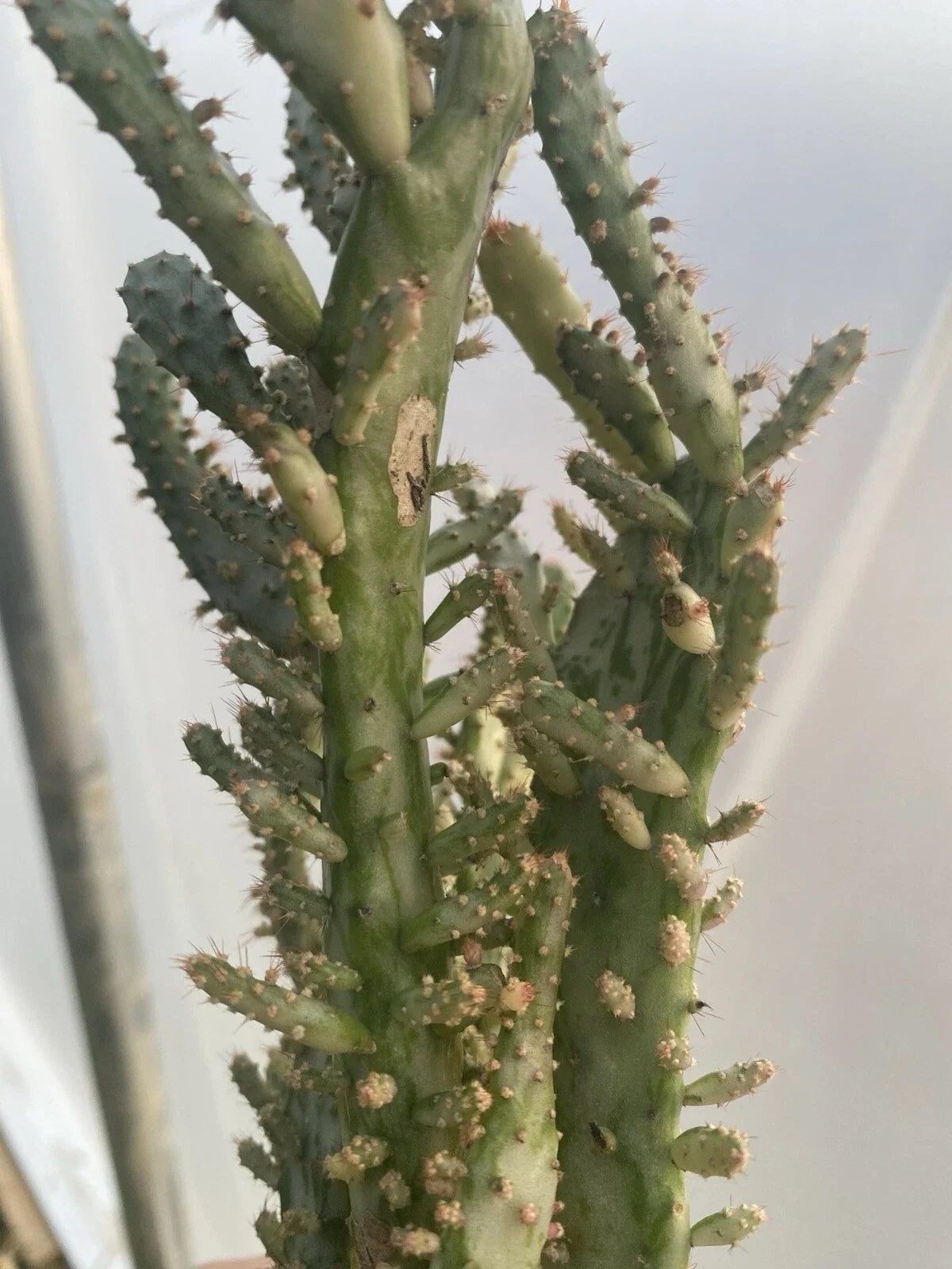 Live Plant Opuntia Monacantha Variegated Prickly Pear Cactus, 5-6 Inches, Low-Maintenance Indoor/Outdoor Succulent