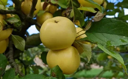 Nuvar Golden Hills Apple Seeds - Malus domestica, Non-GMO, High Germination, Home Garden, Orchard, Yellow Red Fruit, Pack of 25+