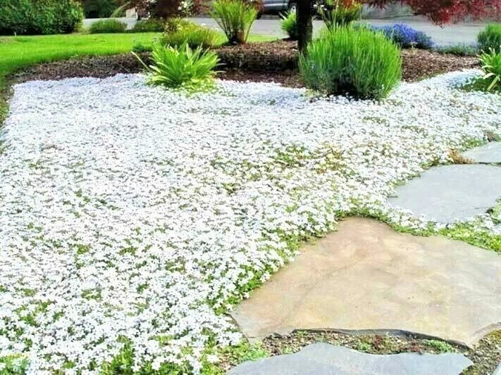 Snow in Summer Flower Seeds - Perennial Groundcover, Drought Tolerant, White Blooms, Cerastium tomentosum, 500+ Seeds