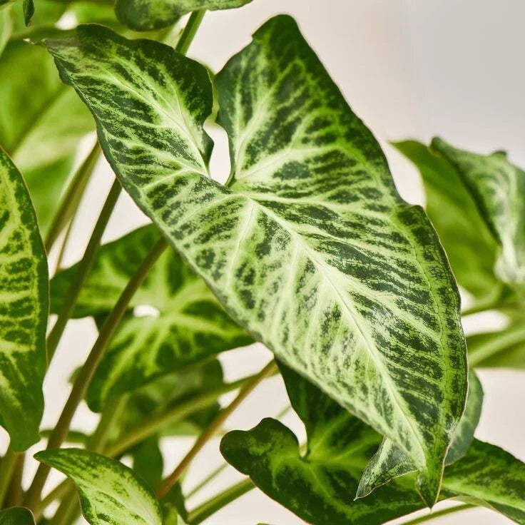 White Butterfly Syngonium Podophyllum - Arrowhead Vine Indoor Houseplant